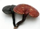 Reishi Mushroom Extract  